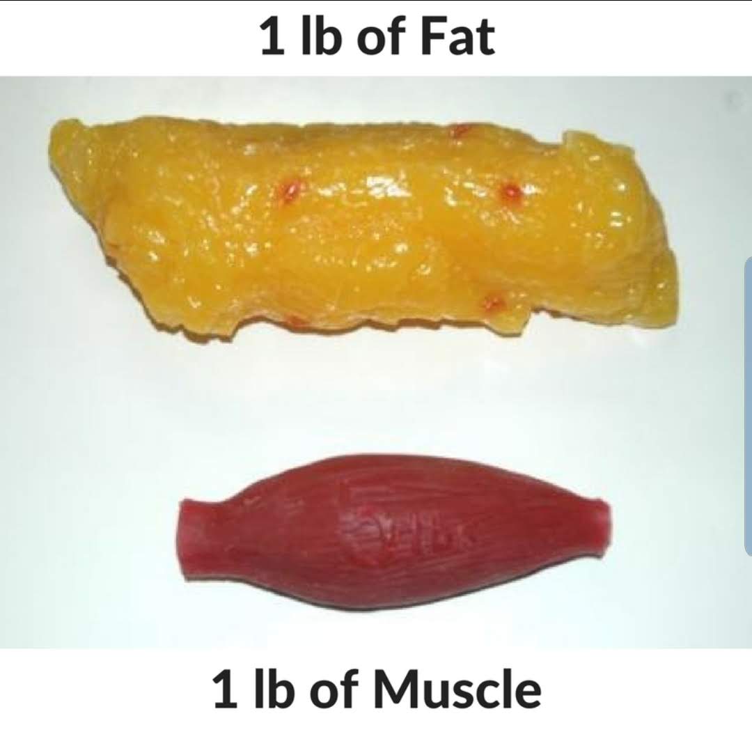 can you turn fat into muscle